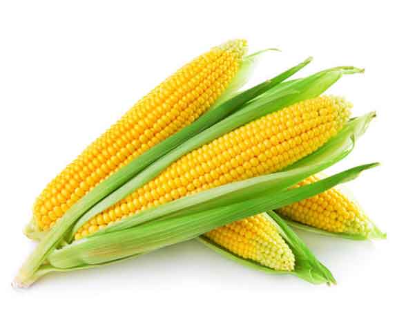 Maize (Corn)